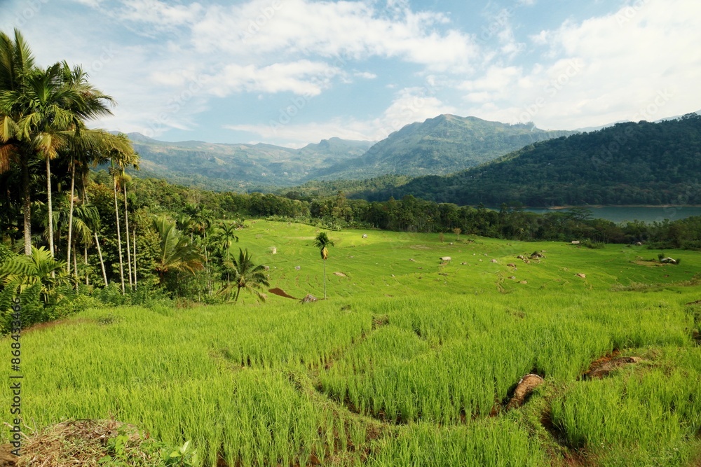 Naklejka premium Green rice terraces landscape among the mountains of Sri Lanka. Beautiful rural view of rice fields, mountains and jungle in Kotmale valley