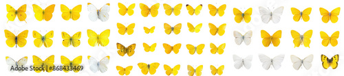 Collection yellow butterflies isolated on white background