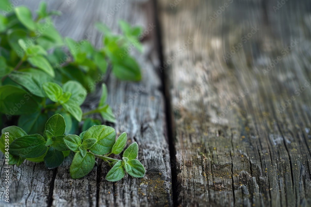 Naklejka premium Fresh Oregano. Green Herb Plant, Ingredient, and Spice on Vintage Wood Background