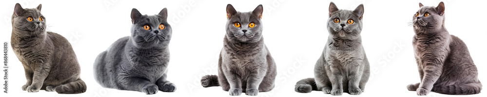 Fototapeta premium Portrait of a five silver tabby British short hair cats looking isolated on a white background
