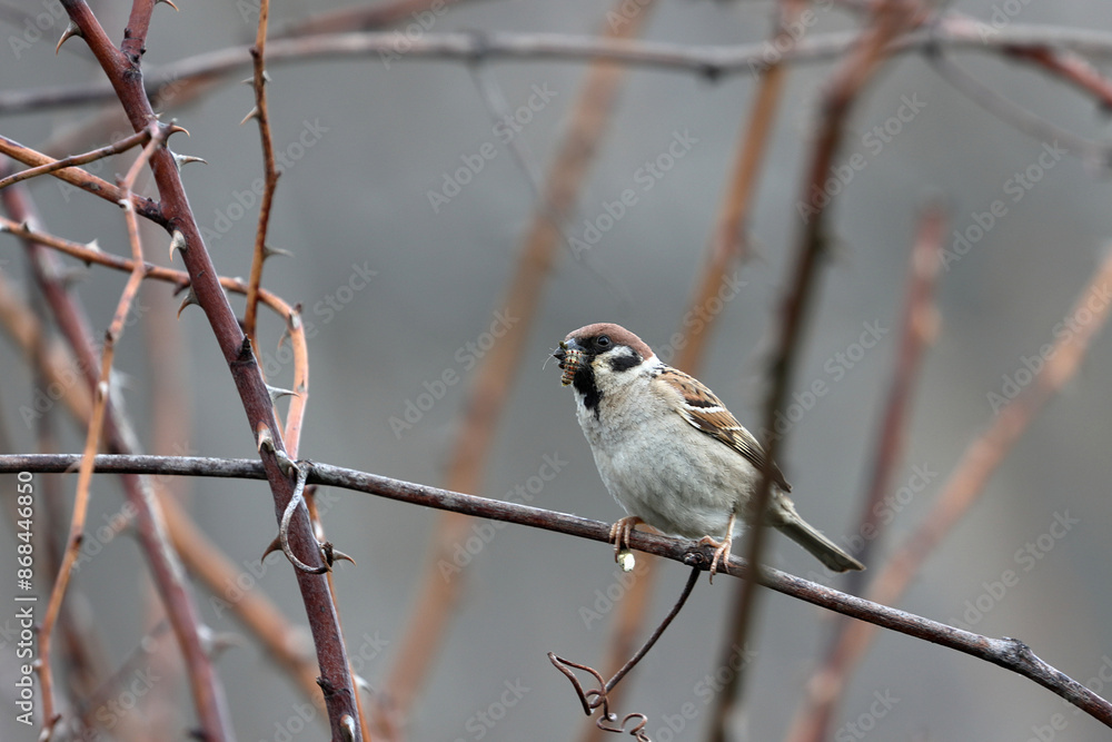 Sparrow with a caterpillar in its beak on a branch Sparrow with a caterpillar in its beak on a branch