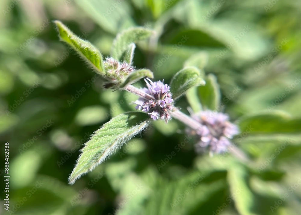 sprig of blooming mint close-up sprig of blooming mint close-up