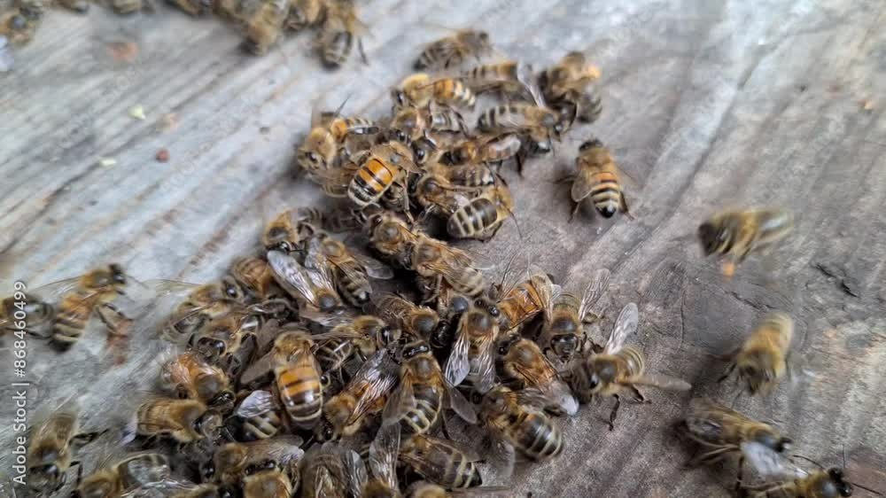 curious honeybees curious honeybees