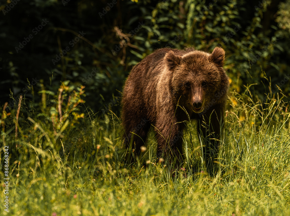 Beautiful Brown bear - Ursus arctos with her cubs seen on the Transfagarasan mountain road in the Carpathian Mountains, Romania. Beautiful Brown bear - Ursus arctos with her cubs seen on the Transfagarasan mountain road in the Carpathian Mountains, Romania.