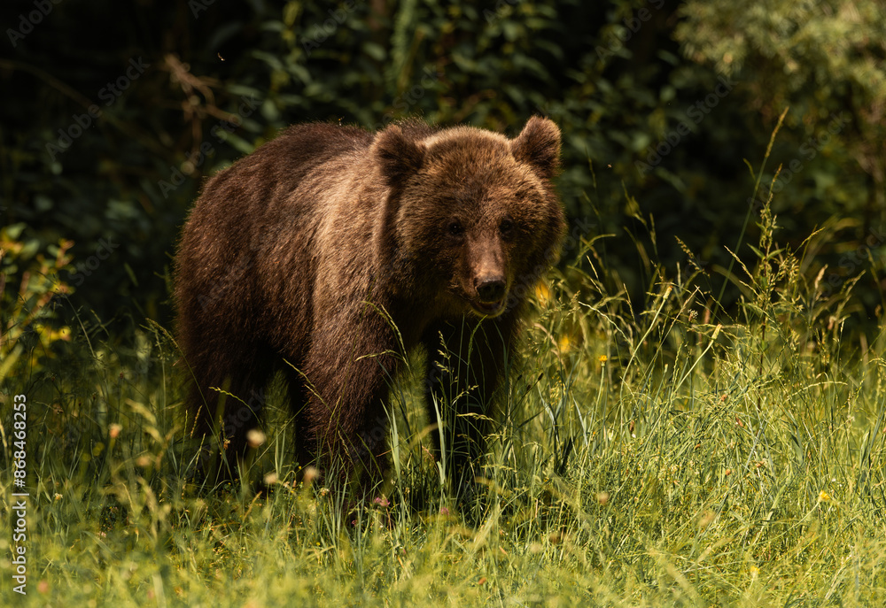 Beautiful Brown bear - Ursus arctos with her cubs seen on the Transfagarasan mountain road in the Carpathian Mountains, Romania. Beautiful Brown bear - Ursus arctos with her cubs seen on the Transfagarasan mountain road in the Carpathian Mountains, Romania.