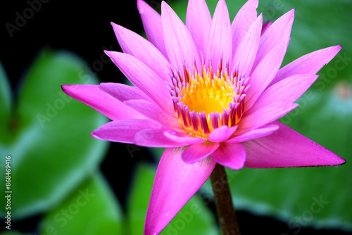 Pink water lily flower. Pink lotus flower. Nymphaea pubescens. Waterlily in the pond.