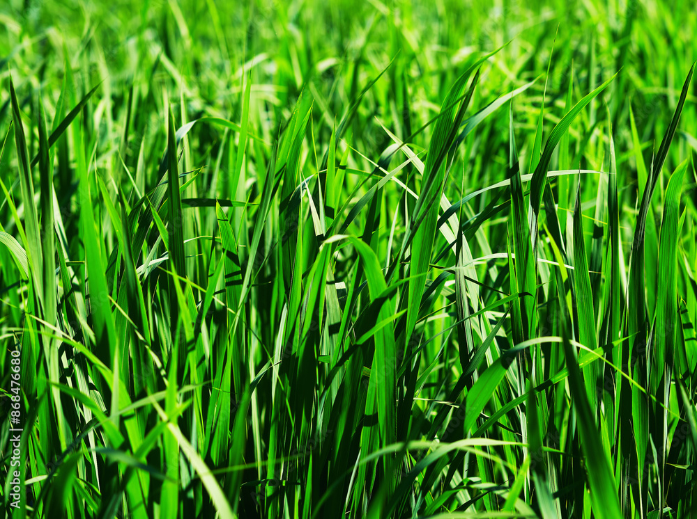 Fototapeta premium Dramatic summer grass at lake plants background