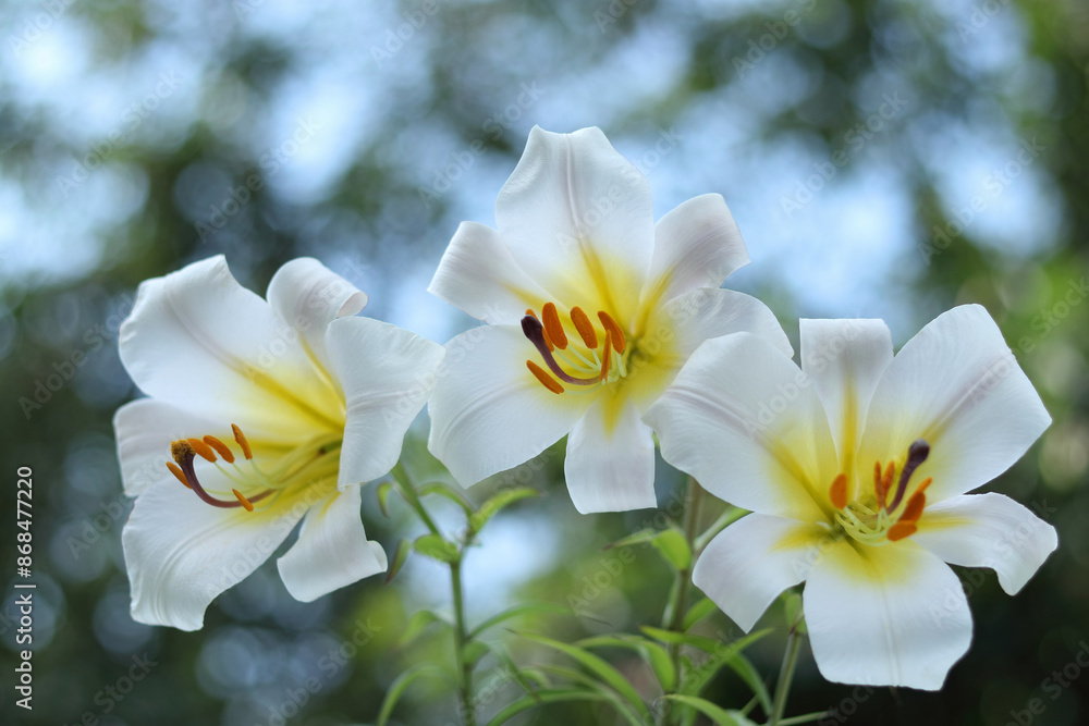 White Madonna Lily on a blurred natural background. Close-up of White Lily. three Lilies blooming on blue sky. Lilium flower on blue background. Beautiful Lilium Candidum flower White Madonna Lily on a blurred natural background. Close-up of White Lily. three Lilies blooming on blue sky. Lilium flower on blue background. Beautiful Lilium Candidum flower