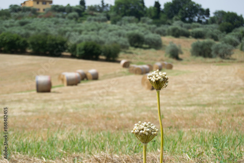 fiore secco