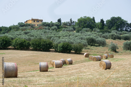collina con campodi grano