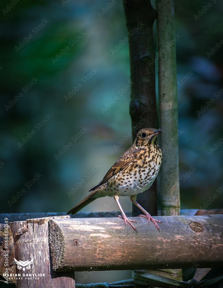 Naklejka premium turdus philomelos