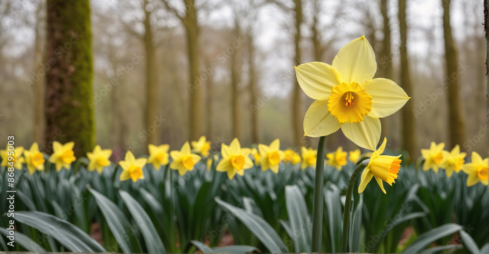 Radiant Daffodil Bouquet Illuminated by Soft Sunlight Glow
Radiant Daffodil Bouquet Illuminated by Soft Sunlight Glow