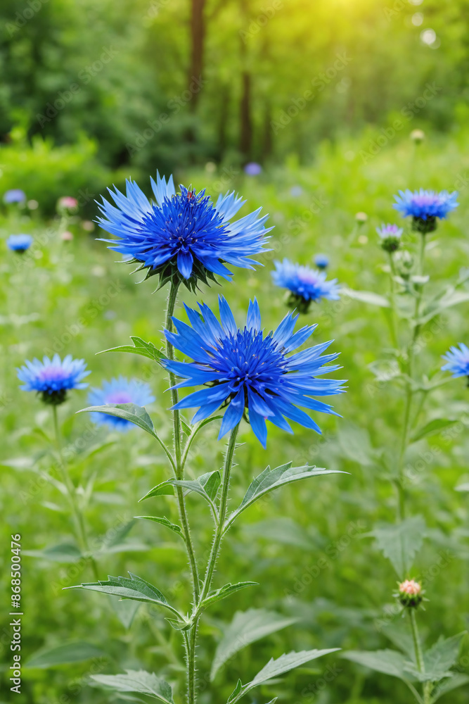 Graceful Cluster of Cornflower Flowers Captured in Full Radiance
Graceful Cluster of Cornflower Flowers Captured in Full Radiance