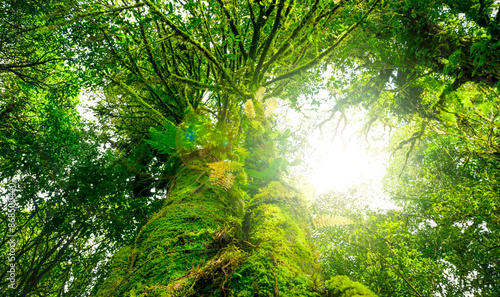 Fototapeta Naklejka Na Ścianę i Meble -  Looking up view of tree trunk to green leaves of tree in forest with sun light. Fresh environment in green woods. Forest tree on sunny day. Natural carbon capture. Sustainable conservation and ecology