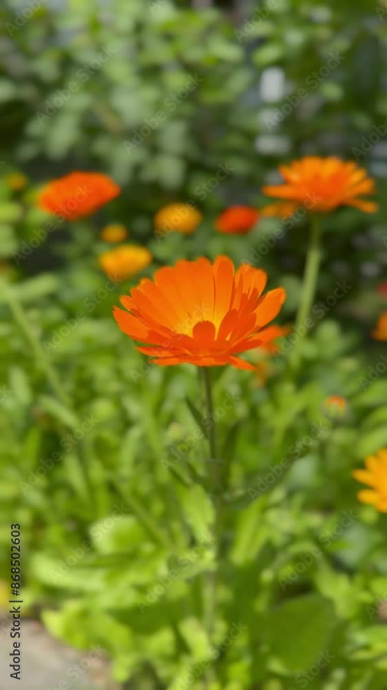 Calendula flowers in full bloom against a lush green garden backdrop. vibrant and lively scene of multiple marigold blossoms with their petals radiating under natural sunlight, spring or summer time Calendula flowers in full bloom against a lush green garden backdrop. vibrant and lively scene of multiple marigold blossoms with their petals radiating under natural sunlight, spring or summer time