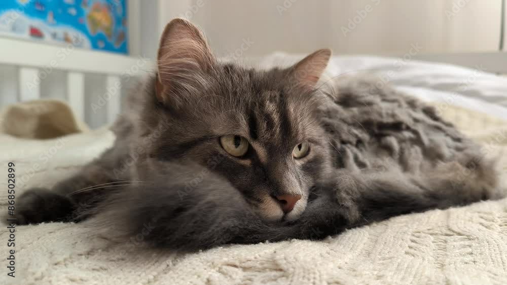 adult grey cat sleep on the bed, world pet day, relaxed time adult grey cat sleep on the bed, world pet day, relaxed time