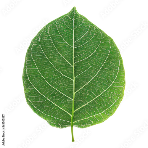 Vibrant green leaf isolated on a white background, showcasing intricate vein patterns. Perfect for botanical, nature, and eco-friendly concepts.
