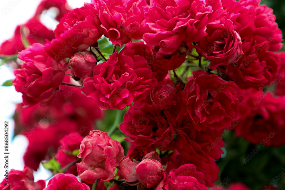 Bush of pink roses. Beautiful photo of flowers. Bush of pink roses. Beautiful photo of flowers.