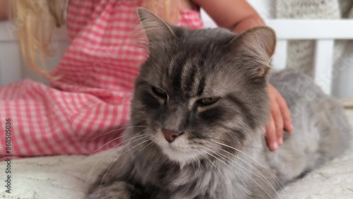 little blonde unrecognizable girl sit on the bed and pet her grey adult cat, animal friend, world pet day