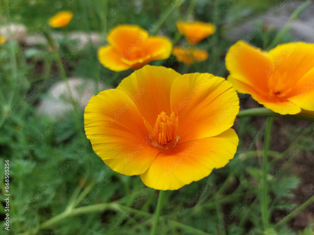yellow and orange poppy closeup. Bright petals of California poppies yellow and orange poppy closeup. Bright petals of California poppies