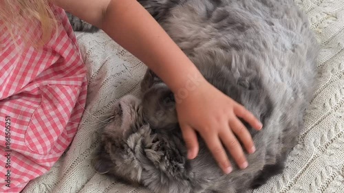 little blonde unrecognizable girl sit on the bed and pet her grey adult cat, animal friend, world pet day
