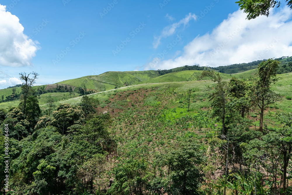 Lush green vineyard rows stretch across rolling hills under a bright summer sky with fluffy clouds Lush green vineyard rows stretch across rolling hills under a bright summer sky with fluffy clouds