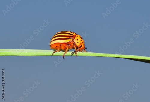 Leptinotarsa decemlineata walking on the grass. photo