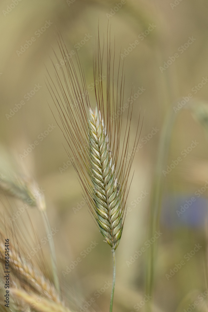 Grain Field Approximately Macro Grain Field Approximately Macro
