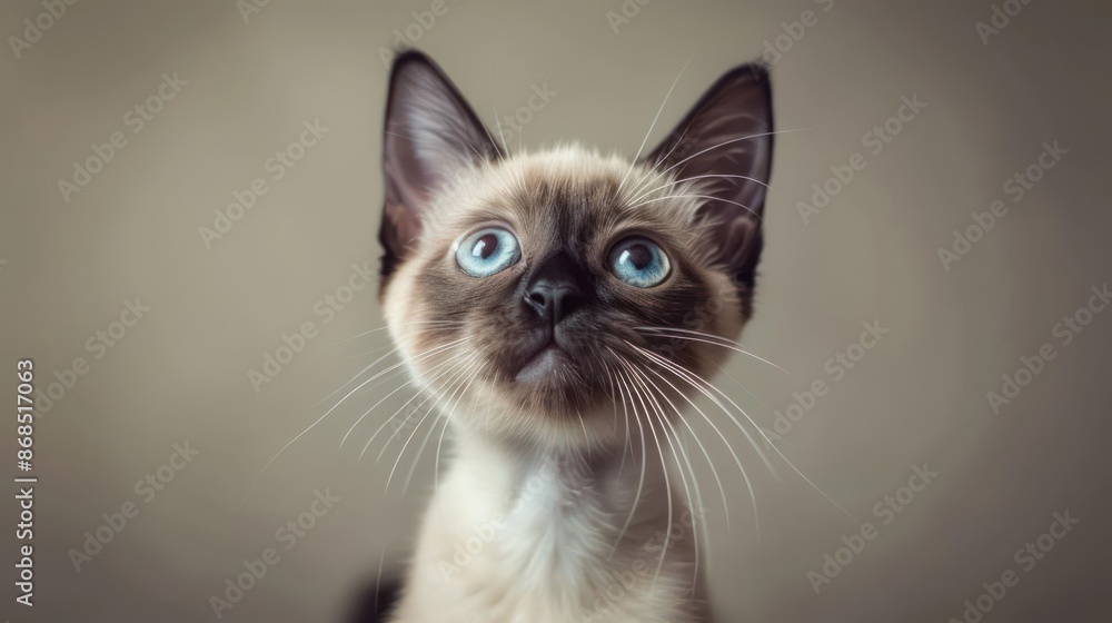 Portrait photography of a cute little Burmese cat happy smiling , studio shot isolated on single color background ,editorial style, shoot by DSLR . Portrait photography of a cute little Burmese cat happy smiling , studio shot isolated on single color background ,editorial style, shoot by DSLR .