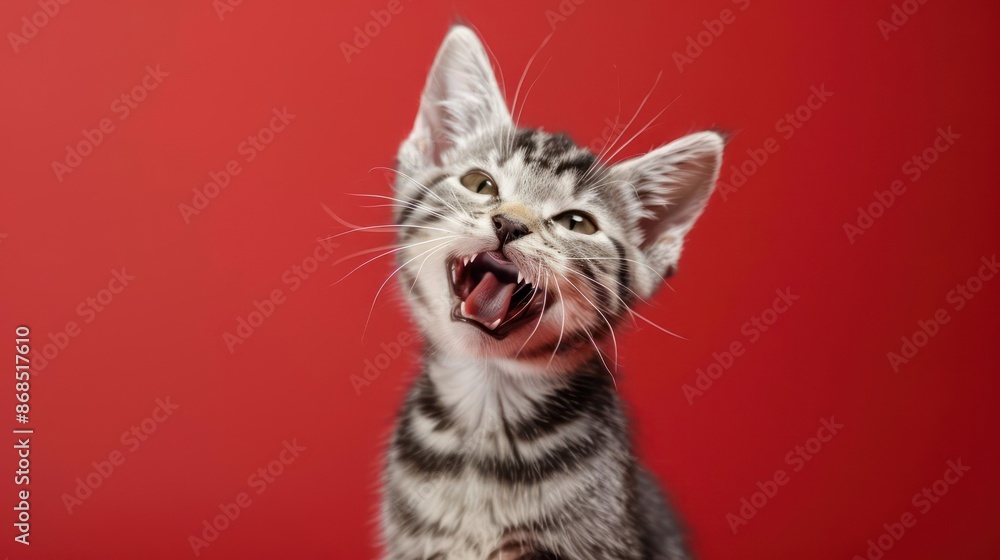 Fototapeta premium Portrait photography of a cute little American Shorthair cat happy smiling , studio shot isolated on single color background ,editorial style, shoot by DSLR .