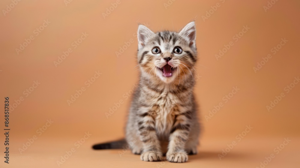 Obraz premium Portrait photography of a cute little Scottish Fold cat happy smiling , studio shot isolated on single color background ,editorial style, shoot by DSLR .