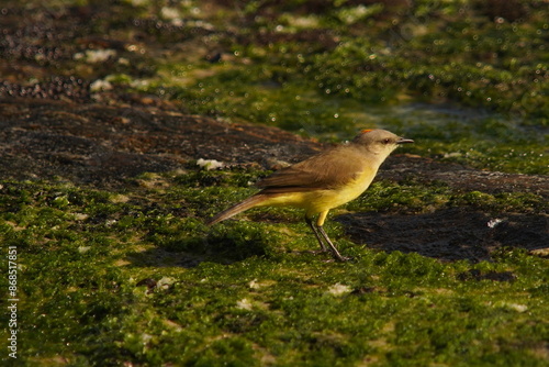 Tropical Kingbird Beautiful Yellow Bird