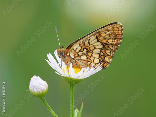 Photography The heath fritillary butterfly on a flower in summer, Mellicta athalia