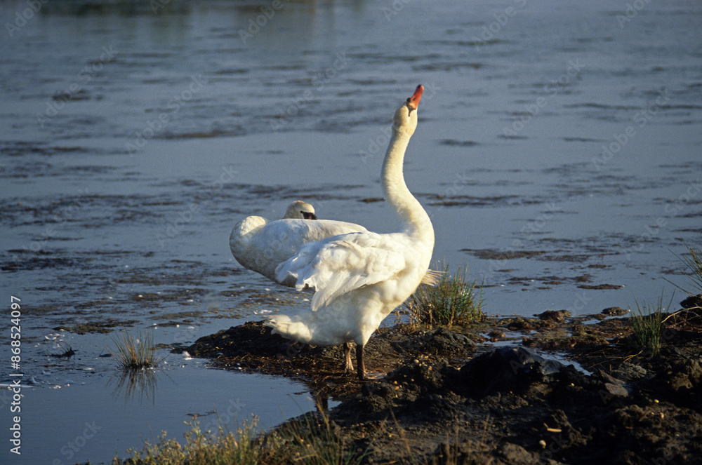 Obraz premium Cygne tuberculé,.Cygnus olor, Mute Swan