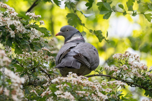 Pigeon ramier, Common Wood Pigeon, columba palumbus photo