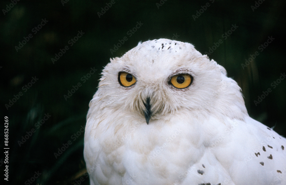 Obraz premium Harfang des neiges,.Bubo scandiacus, Snowy Owl