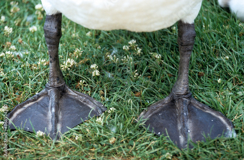 Cygne tuberculé,.Cygnus olor, Mute Swan photo