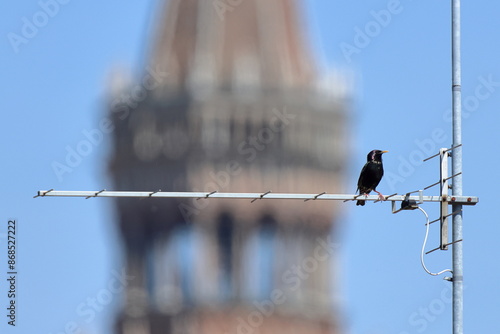 cremona photo