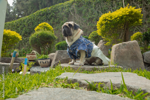 Tableau sur toile Chinese dog ori pei mixed breed pug shar pei lap dog calm