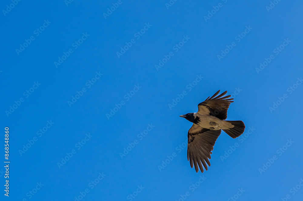 Fototapeta premium a bird flying in the open blue sky