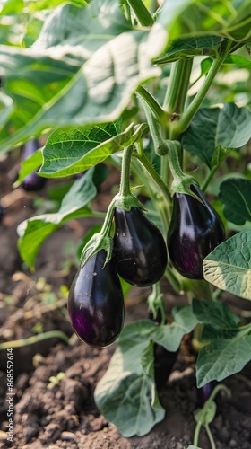 The plantation is filled with maturing eggplants, their glossy purple skins standing out among the lush, green foliage, indicating an abundant yield ready for harvest