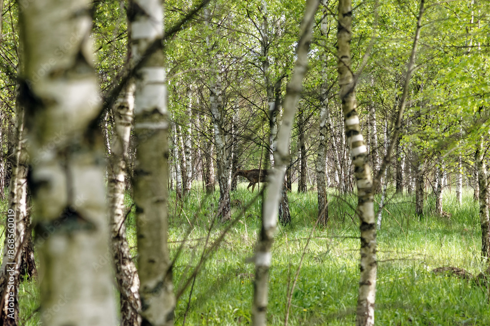 Fototapeta premium Deer walking in a birch forest in spring