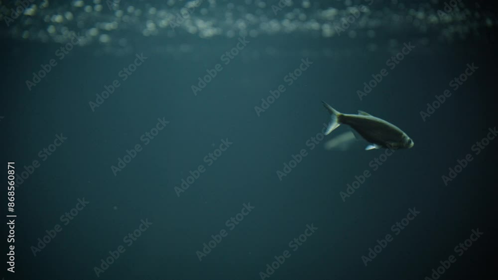 Common bleak (Alburnus alburnus) swimming in a calm, deep-blue lake underwater Common bleak (Alburnus alburnus) swimming in a calm, deep-blue lake underwater