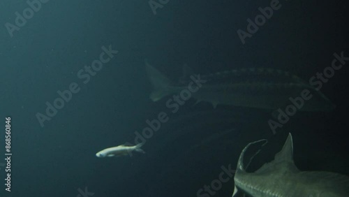 A large Beluga sturgeon (Huso huso) and a Russian sturgeon (Acipenser gueldenstaedtii) swimming in deep dark water photo