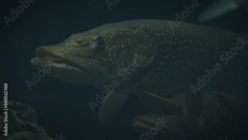 Large northern pikes (Esox lucius) hovering in deep dark water with smaller fish, mostly bream around, close-up
