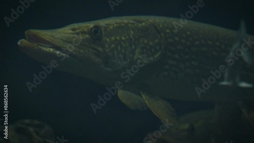 Large northern pikes (Esox lucius) hovering in deep dark water with smaller fish, mostly bream around, close-up