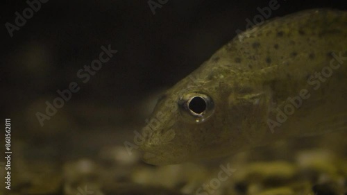 Ruffe (Gymnocephalus cernua), bottom-dwelling river fish close-up photo