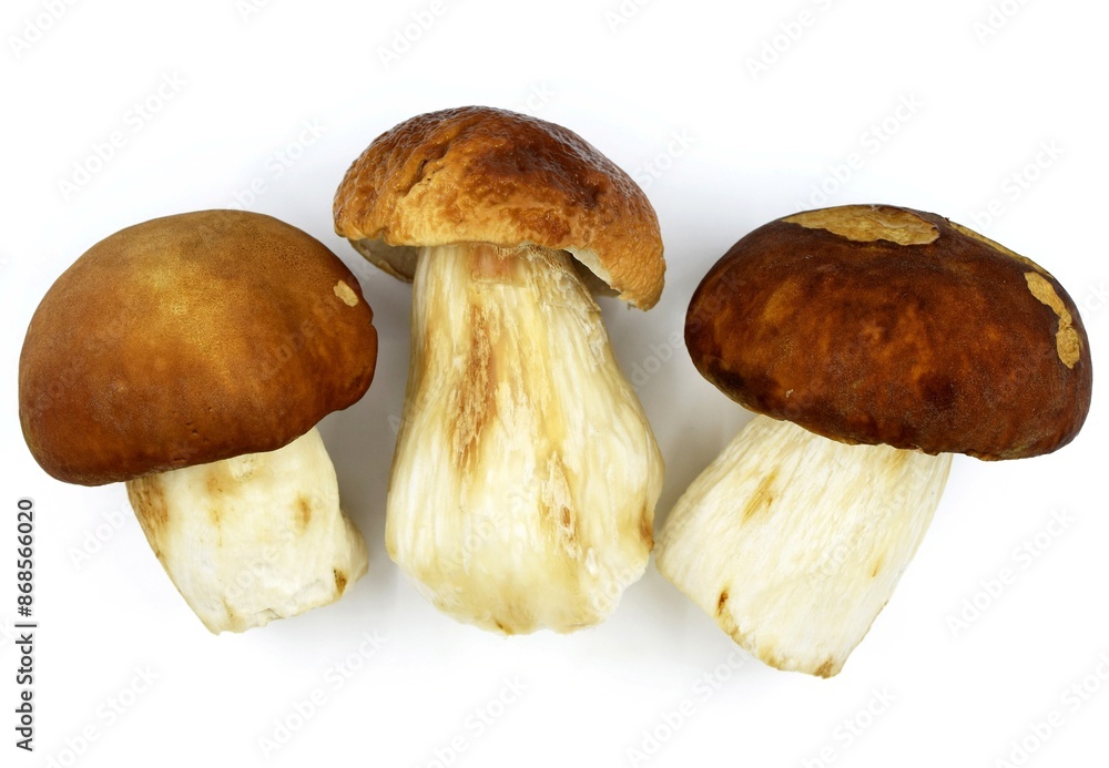 Cleaned edible Boletus mushrooms on white background Cleaned edible Boletus mushrooms on white background