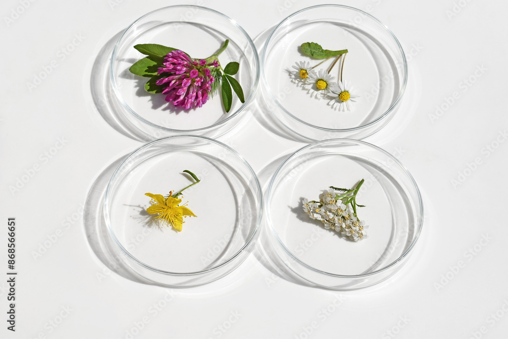 Petri dishes with various kinds of herbs. Phytotherapy, herbal medicine. Laboratory research Petri dishes with various kinds of herbs. Phytotherapy, herbal medicine. Laboratory research