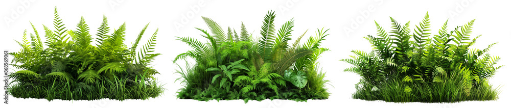 realistic bush of broadleaf ferns and grasses collection isolated on transparent or white background realistic bush of broadleaf ferns and grasses collection isolated on transparent or white background